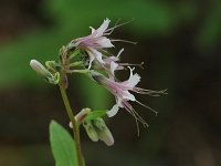 White Rattlesnake-Root - Saratoga County, NY - 09/06/20