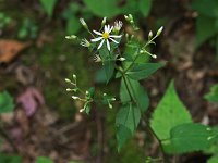 White Wood Aster - Saratoga County, NY - 08/08/21