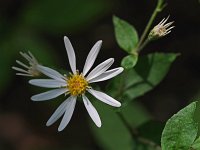 White Wood Aster - Saratoga County, NY - 08/08/21