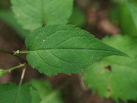 White Wood Aster - Saratoga County, NY - 08/08/21