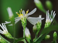 White Wood Aster - Saratoga County, NY - 08/08/21
