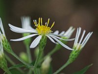 White Wood Aster - Saratoga County, NY - 08/08/21