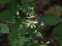 White Wood Aster - Saratoga County, NY - 08/08/21