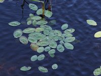 Water Shield - Saratoga County, NY - 08/14/21