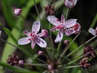 Flowering-Rush