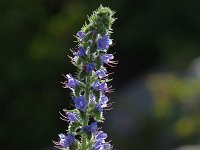 Viper's Bugloss - non-native - Saratoga County, NY - 06/18/20