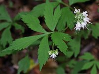 Virginia Waterleaf - Saratoga County, NY - 05/29/21