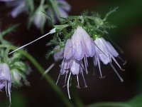 Virginia Waterleaf - Saratoga County, NY - 05/29/21