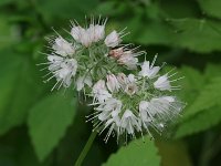 Virginia Waterleaf - Schenectady County, NY - 06/03/20