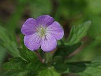 Wild Geranium - Saratoga County, NY - 05/16/20