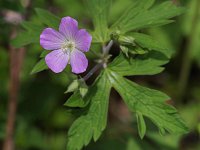 Wild Geranium - Saratoga County, NY - 05/16/20