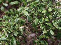 Leatherleaf - Saratoga County, NY - 04/24/21