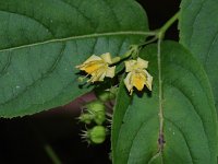 Northern Bush Honeysuckle - Saratoga County, NY - 06/18/20
