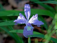Crested Dwarf Iris - Murray County, GA - 05/09/05