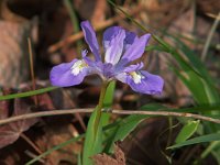 Crested Dwarf Iris - Murray County, GA - 05/09/05
