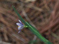 Needle-Tipped Blue-Eyed-Grass - Saratoga County, NY - 05/23/21