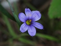 Needle-Tipped Blue-Eyed-Grass - Saratoga County, NY - 05/23/21