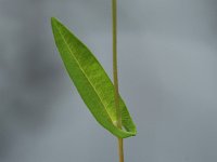 Arrow-Leaved Tearthumb - Saratoga County, NY - 07/20/21