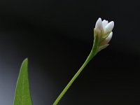 Arrow-Leaved Tearthumb - Saratoga County, NY - 07/20/21