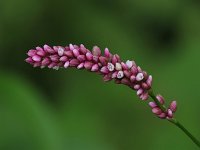 Lady's-Thumb Smartweed - non-native - Saratoga County, NY - 07/17/21
