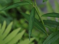 Lady's-Thumb Smartweed - non-native - Saratoga County, NY - 07/17/21