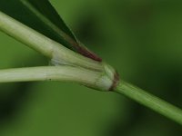 Lady's-Thumb Smartweed - non-native - Saratoga County, NY - 07/17/21