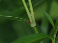 Lady's-Thumb Smartweed - non-native - Saratoga County, NY - 07/17/21