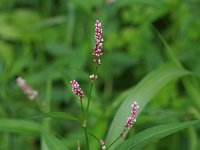 Lady's-Thumb Smartweed - non-native - Saratoga County, NY - 07/17/21