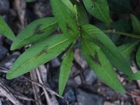 Lady's-Thumb Smartweed - non-native - Saratoga County, NY - 08/11/21