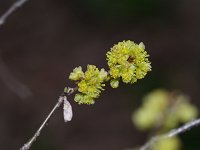 Northern Spicebush - Saratoga County, NY - 04/14/21