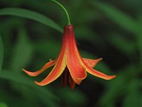 Canada Lily - Saratoga County, NY - 07/03/21