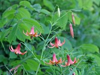 Canada Lily - Saratoga County, NY - 07/19/18