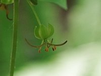 Indian Cucumber Root - Saratoga County, NY - 06/01/21