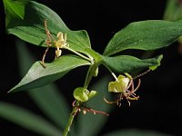 Indian Cucumber Root - Saratoga County, NY - 06/04/21