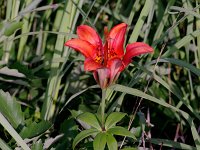 Wood Lily - Albany County, NY - 07/01/11