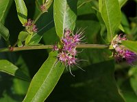 Swamp Loosestrife - Saratoga, NY - 08/08/20