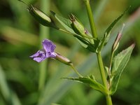 Square-Stemmed Monkeyflower - Saratoga County, NY - 08/09/20