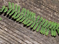 Northern Maidenhair Fern - Saratoga County, NY - 08/01/20