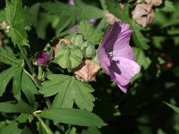 Musk Mallow - non-native -  Schenectady County, NY - 08/18/20