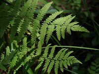 Marsh Fern - Saratoga County, NY - 07/18/20