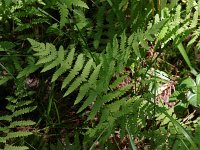 Marsh Fern - Saratoga County, NY - 07/18/20