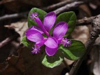 Gaywings - Saratoga County, NY - 05/14/21