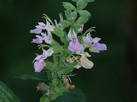 American Germander - Saratoga County, NY - 07/31/20