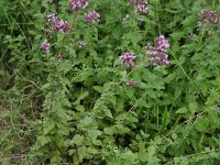 Broad-Leaved Thyme - non-native - Saratoga County, NY - 08/07/20