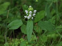 Cutleaf Selfheal - Schenectady County, NY - 07/14/20