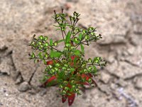 Forked Bluecurls - Saratoga County, NY - 10/09/21