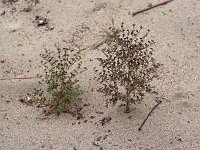 Forked Bluecurls - Saratoga County, NY - 10/09/21