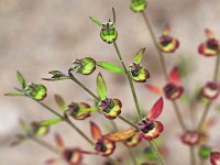 Forked Bluecurls - Saratoga County, NY - 10/09/21