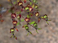 Forked Bluecurls - Saratoga County, NY - 10/09/21