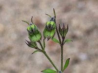 Forked Bluecurls - Saratoga County, NY - 10/09/21